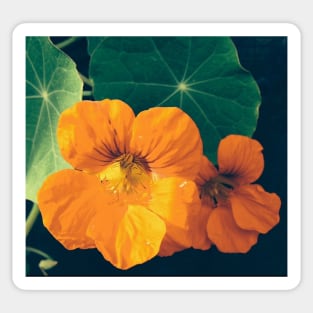 Cheerul Orange Nasturtium and the Star Leaf Sticker